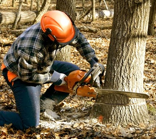 Tree Removal in Etna, OH